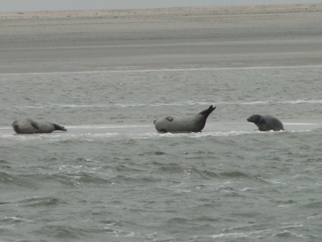 HWK Texel 214.jpg